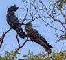Pair of South-eastern Red-tailed Black-Cockatoos near Bangham. Photo Credit: Luke Leddy
